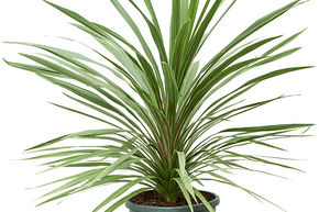 Cordyline australis