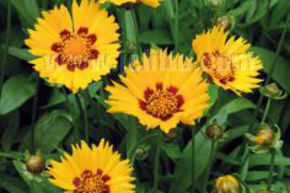 Coreopsis pubescens 'Sunshine Superman' 