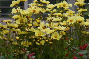 Coreopsis grandiflora 'Full Moon' (S)
