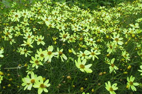 Coreopsis verticillata 'Moonbeam'