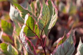 Purpur-Hartriegel Cornus alba 'Miracle'