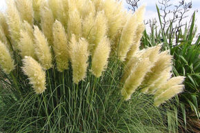 Cortaderia selloana 'Sunningdale Silver'