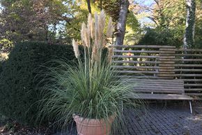 Cortaderia selloana 'Pumila'