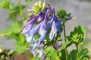 Corydalis flexuosa 'Purple Leaf'