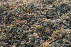 Leptinella potentillina
