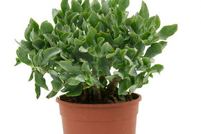 Crassula argentea