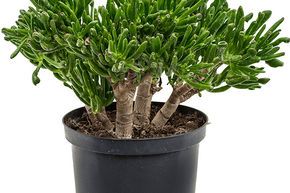 Crassula ovata 'Horntree'