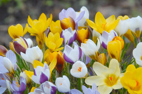 Kleinbltiger Balkan-Krokus -Mischung