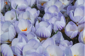 Crocus chrysanthus 'Blue Marlin'�