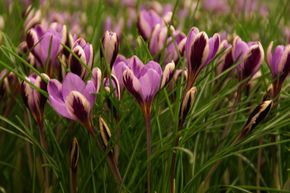 Botanischer Krokus 'Spring Beauty'