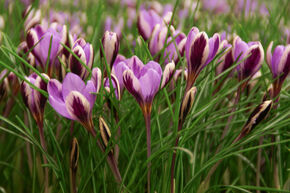 Botanischer Krokus 'Spring Beauty'