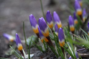 Botanischer Krokus 'Tricolor'