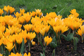 Grossblumiger Krokus 'Golden Yellow'