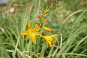 Crocosmia x crocosmiiflora 'Buttercup'