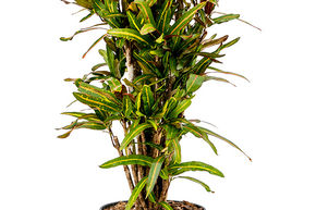 Croton (Codiaeum) variegatum 'Mammi'