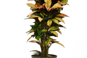 Croton (Codiaeum) variegatum 'Mrs. Iceton'