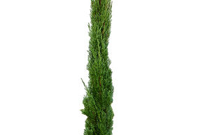 Cupressus sempervirens 'Totem'