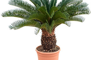 Cycas revoluta