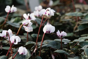 Cyclamen coum 'Album'