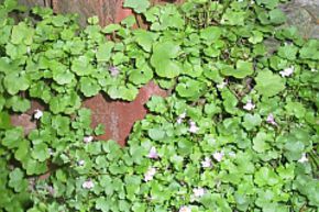 Cymbalaria muralis