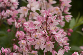 Maiblumenstrauch 'Yuki Cherry Blossom'