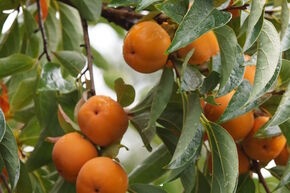Kaki 'Rojo Brillante'