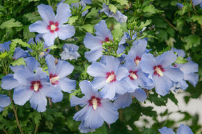 Hibiskus, Eibisch 'Oiseau Bleu'