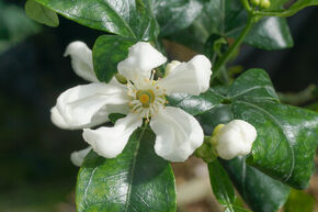 Switrus Grapefruit 'Trifeola'