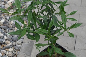 Switrus 'Ichangquat'