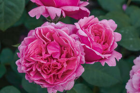 Rosa Bernadette Lafont