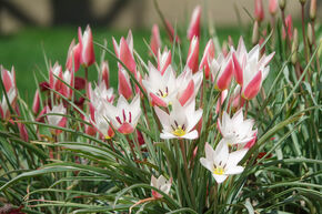 Wildtulpe 'Lady Jane'