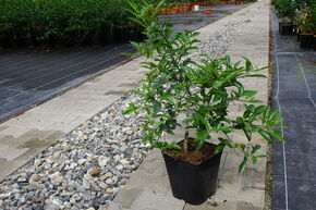 Switrus Orange 'Troichang'