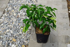 Switrus Satsuma-Mandarine 'Ichangponsuma'