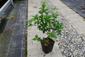 Switrus Orange 'Morton'