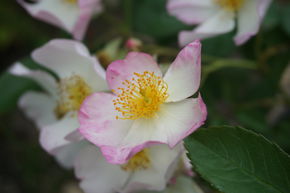 Ramblerrose 'Francis E. Lester'