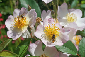 Ramblerrose 'Francis E. Lester'