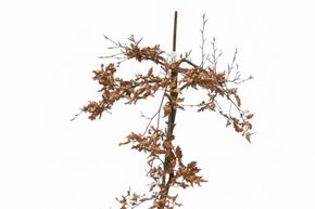 Rotbuche 'Rohan Green Weeping'