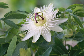 Weisse Passionsblume 'Constance Elliot'