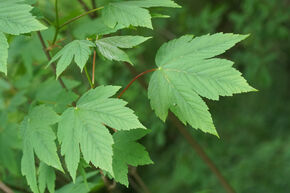 �rable de montagne 'Bruchem'