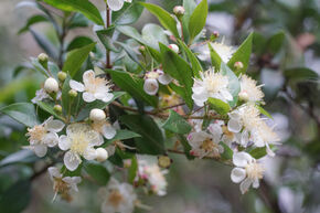 Myrtus communis