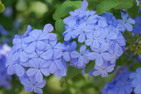 Kap-Bleiwurz (Plumbago auriculata)