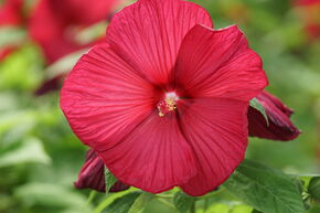 Hibiskus 'Fireball'
