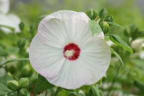 Hibiskus 'Old Yella'