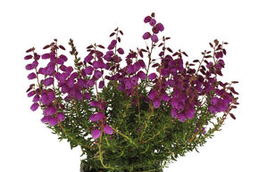 Irische Glockenheide 'Rieke'