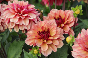 Dahlie 'Crme de Cognac' (2er Set)