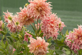 Dahlie 'Penhill Watermelon' (2er Set)