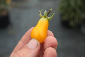 Tomate, Heirloom-Tomate 'Dattelwein'