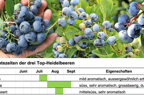 Wochen-Deal: 12 Junge Heidelbeeren in drei verschiedenen Sorten f�r -50%