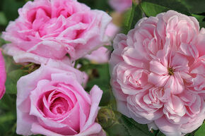 Wochen-Deal: Historische Rosen im 4er Pack