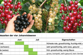 GartenDeal: Beerenstarker Beeren-Mix!